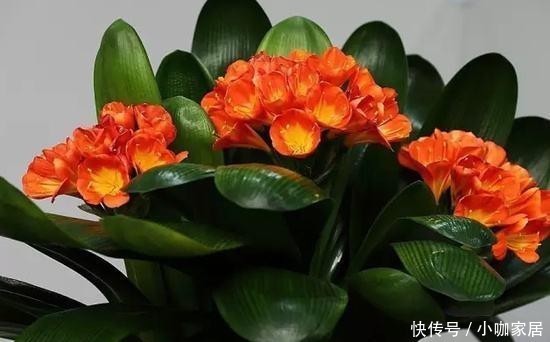 早就|家里万万要养这几种植物,对家人身体健康有益,有钱人一早就明白