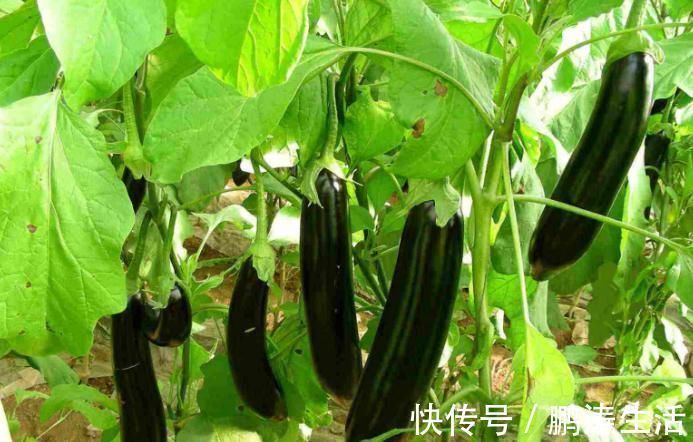 禁忌|常吃茄子好处多，但却不能乱吃，茄子的1大禁忌，还有人不了解