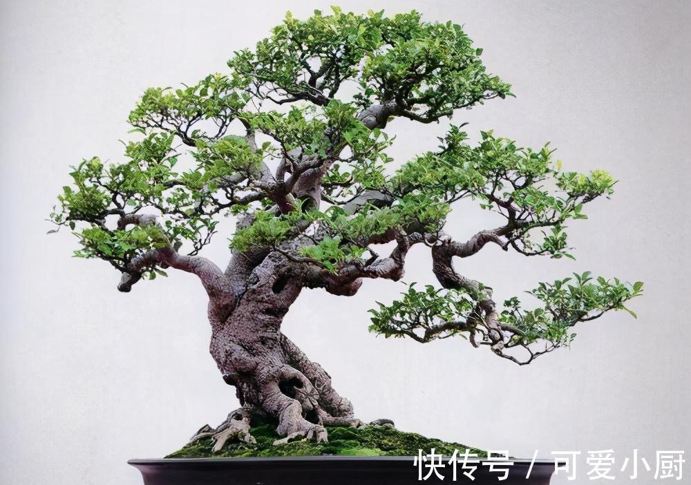 这三种植株盆栽，一般人不敢碰，老手才敢养，养得越久就越值钱