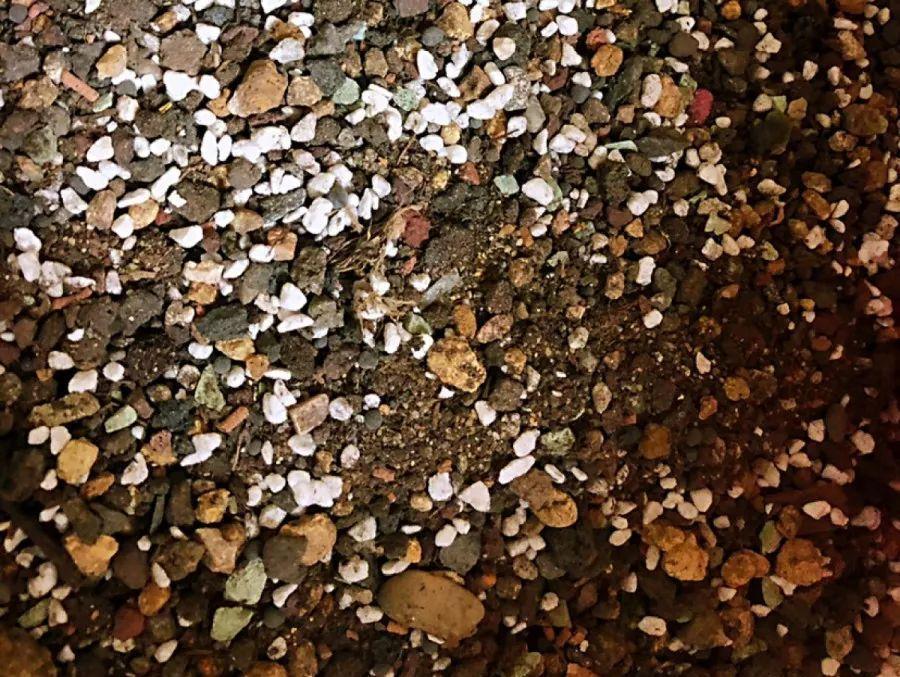 他家养的多肉盆栽，一棵能冒8个头，半年疯长100盆绿植