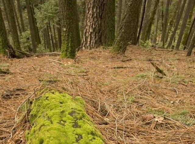 松针土被称作养花万能土,自己在家就能做,掌握这些技巧就可以