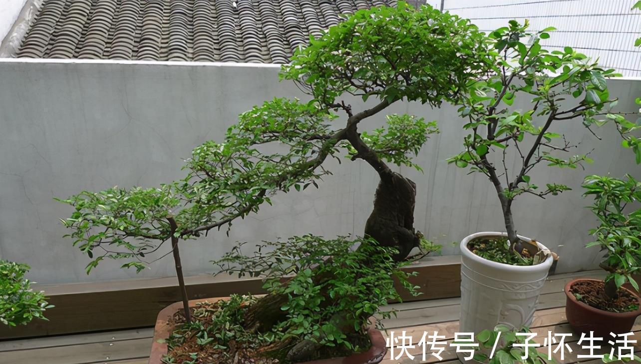 盆栽|挑战用树桩打造盆景,满足这3要求,个个美如画、增值不少