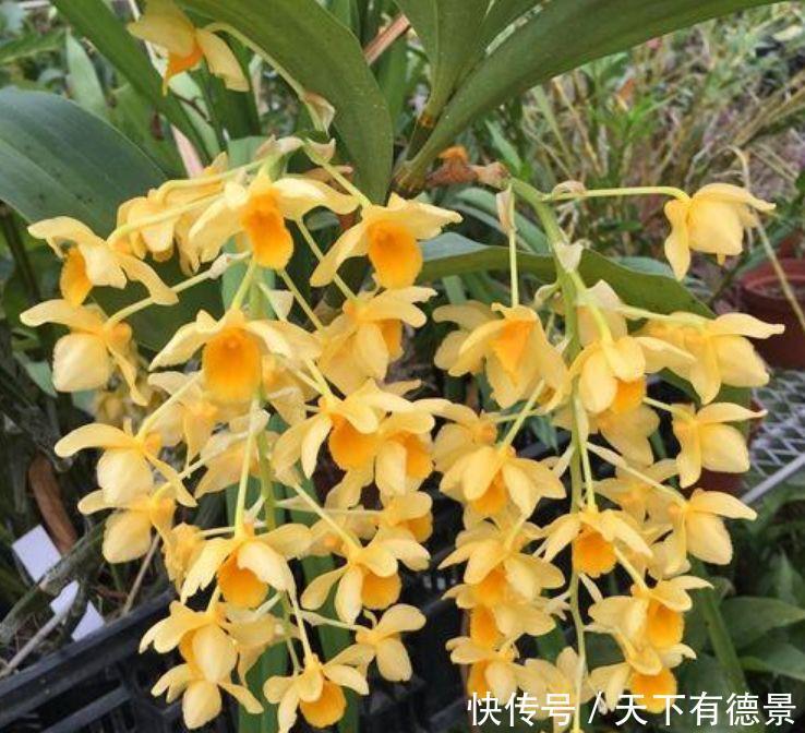 几款花卉便宜又好养,花开爆盆,枝头窜满花苞