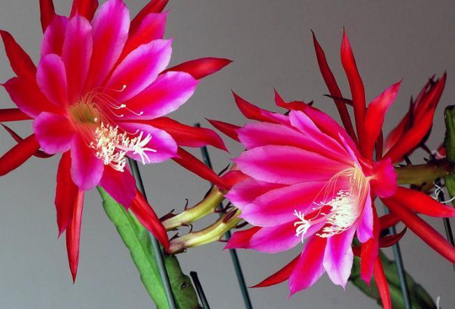 令箭荷花“耍心机”,就是不开花吃点“天然肥”,花开不断