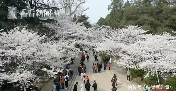 齐鲁华西“天团再会师”这一次是共赴赏樱之约