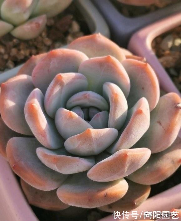 ?买多肉,不能看状态,买的时候红彤彤,养了1个月,变成绿油油