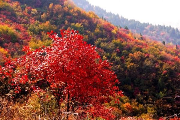 霜降#节日饮食 | 天上繁霜降,人间秋色深!