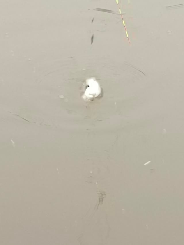 从年尾钓到年头，寓意年年有渔