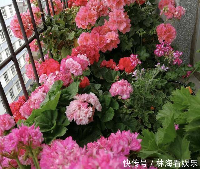 肥料|淘米水、羊粪水都不如2种肥,啥花都通用,养啥花爆啥花