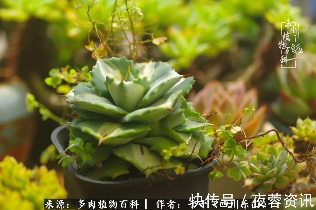夏天|夏天日晒雨淋,秋老虎来势汹汹,你的多肉准备好逆袭了吗