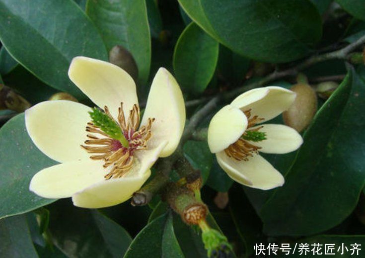 叶片|养这7种花，“醋”要经常浇，每月浇一碗，叶子绿油油