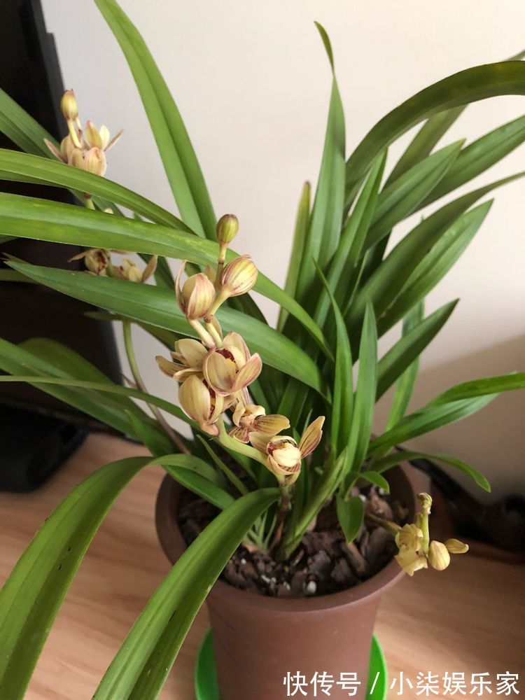 凤凰振羽|喜欢菊花，不如养盆“十大名菊”凤凰振羽，似凤凰展翅，光彩夺目