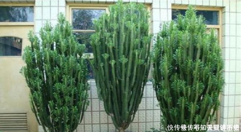 龙骨为什么可以“镇宅”原因只有3点,点点“合人心意”