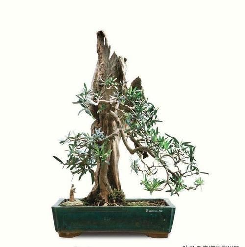 枯树盆景如何修剪？