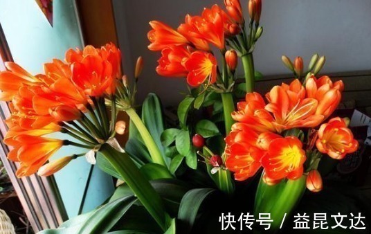 有机肥|花店老板说往绿萝君子兰盆里塞点它,叶子黑亮,疯狂开花!