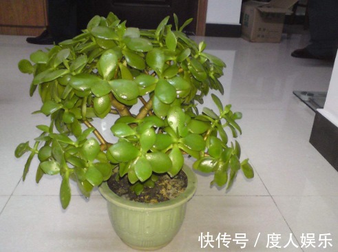 家中养“玉树”，花后“2个”技巧，长期开花，很美丽！