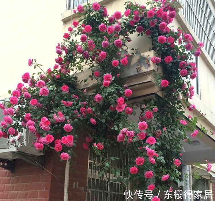 非常适合练手的4种藤本月季,长势强劲,开花量大,新手别错过