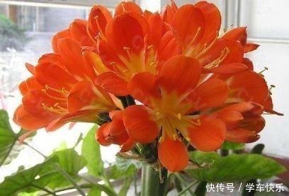 疯长|要想短时间让君子兰疯长不停,花开富贵,就用“它”,超级好用!