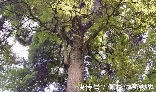 曾是皇家专用木材,如今树苗一棵不到12元,金丝楠木为啥不香了?