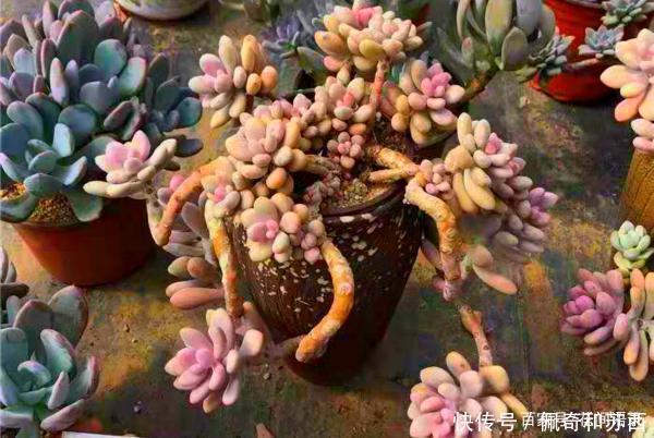 多肉|12种值得珍藏的多肉，越老越美丽，养成老桩才值钱