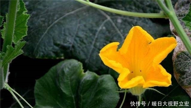 又到了钓草鱼的黄金季节 这2种天然饵料别错过 方便简单效果好 快资讯 又到了钓草鱼的黄金季节 这2种天然饵料别错过 方便简单效果好 快资讯