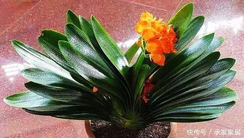 养君子兰不会浇水主要看叶子,水多水少有信号,养护也方便