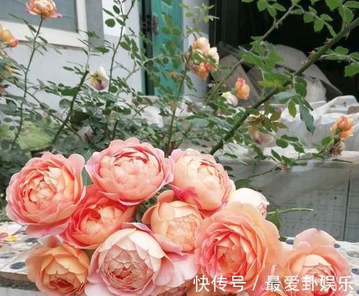 新手养月季注意3点事项,花开成爆植株旺,想养死都难