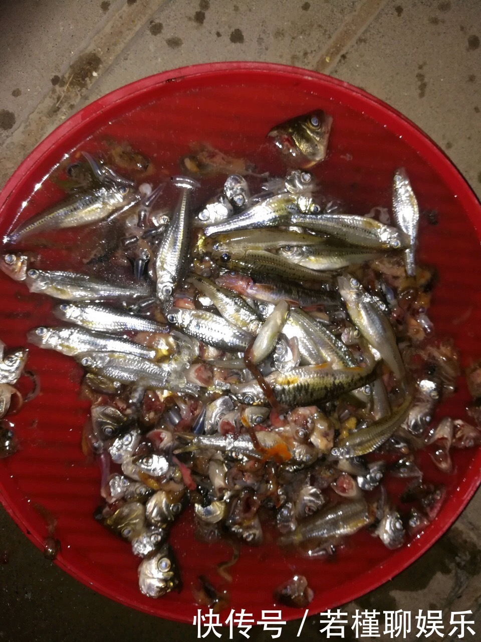 养花|李大爷养花,2种水“浇灌”所有花,1盆比1盆旺,从不买“花肥”