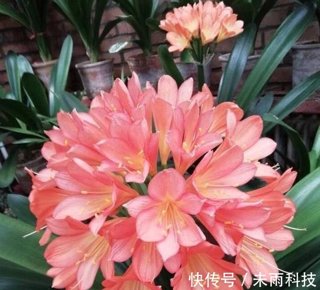 饼肥|家里养君子兰,一个施肥小技巧,叶片长得又厚又大,花开得非常多