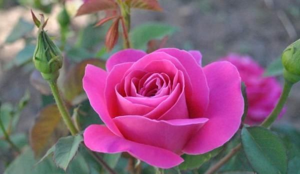 百搭|马尾这样扎百搭又实用,发量多少都能扎,适合所有年龄的女人