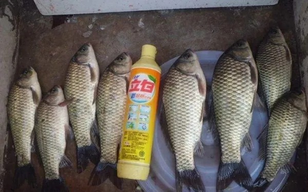 初冬时,九成人只会一味打大窝,少了二种钓法,难怪钓不到大鲫鱼