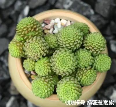 “难养”多肉名单公布,有些很漂亮,谁养谁后悔