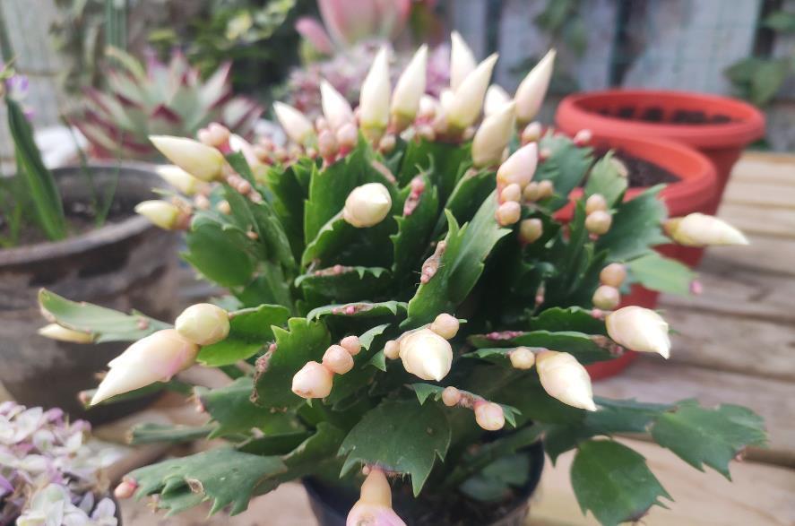 花友|害怕蟹爪兰夏季打蔫,告诉你几个关键操作,让它叶片油绿硬挺