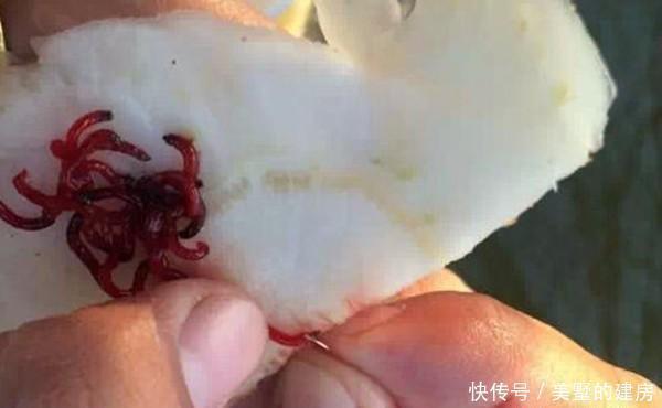 寒冬钓鲫鱼,野河才是“主战场”,用这种钓法,更容易钓到大板鲫