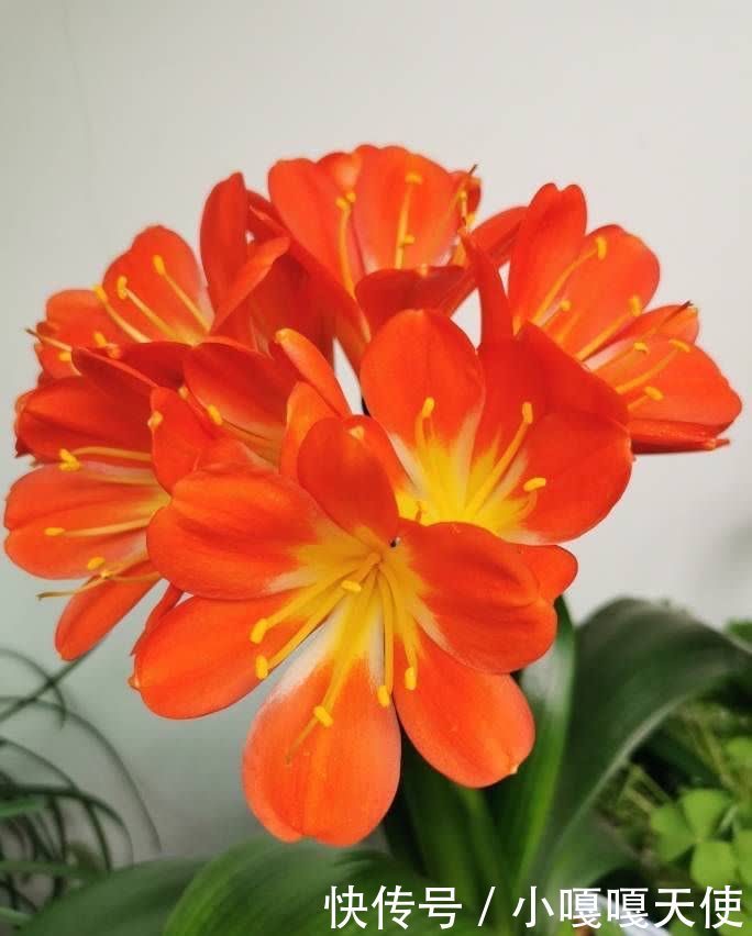 春天养君子兰,要做好“三步”,长新叶、花朵盛开