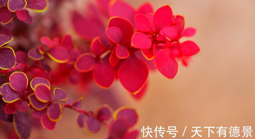 园林|10种天天见的观叶植物你可能叫不上来名字,来看看你能认识几种