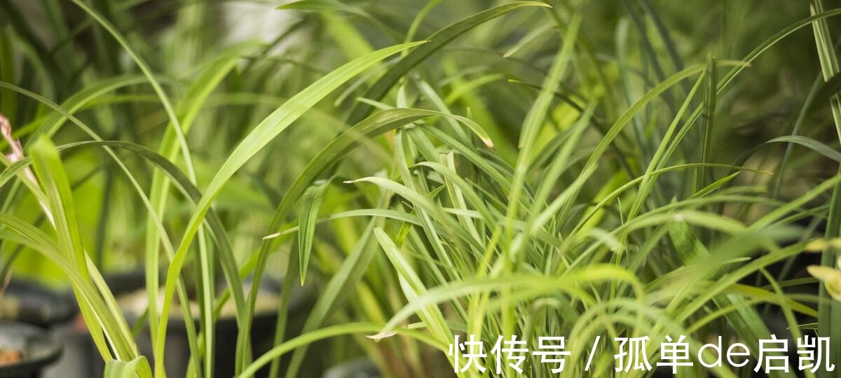 雨水|夏天养兰花,要注意五点要素,难养的品种也可以驾驭好