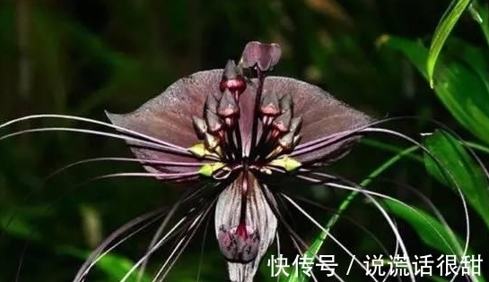 菊花|喜欢菊花，不如养盆“花中精品”鹦鹉花，花色丰富，小巧玲珑