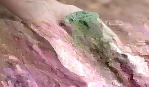 营养土的自制方法,兰友说:这样就简单了,明天开始做