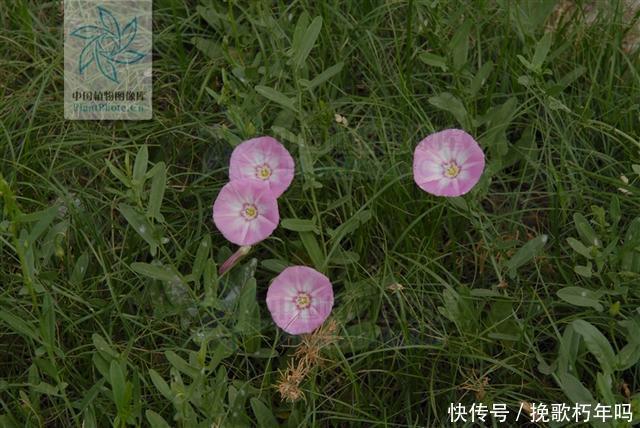 牙痛|田旋花，见过吗祛风止痒，止痛治牙痛、神经性皮炎