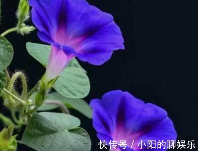 有个院子我只栽4种爬墙花,靠天吃饭就能开满一墙花