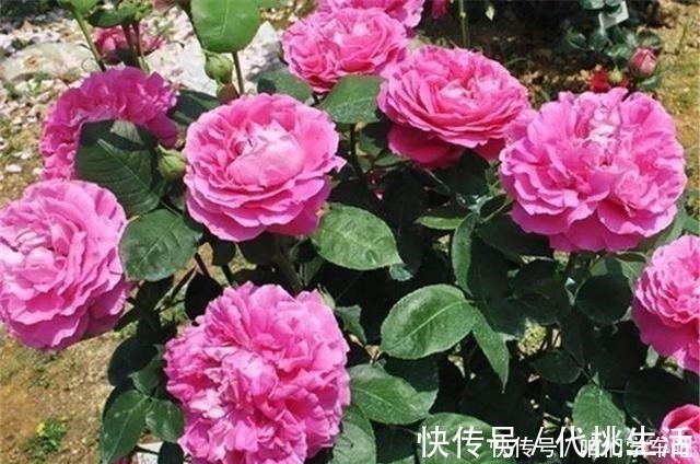 浇水|月季土埋“一料”,不黄叶不烂根,7天蹭蹭冒小笋,开出层叠群花!