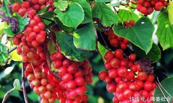 线体|五味子泡水竟有这么多神奇功效!五味俱全、五行相生,平衡五脏!