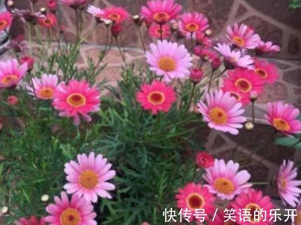 教你用鸡蛋壳养花的6个小技巧,学会了植物枝繁叶茂