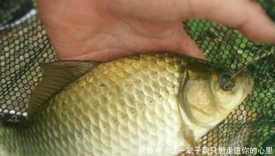 冬天冷,诱鱼慢到怀疑人生?试试这2种特效窝料,刚下钩就有口