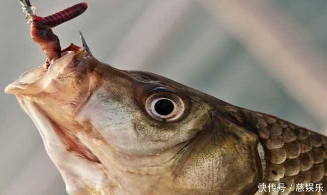 鱼钩|会自动钓鱼的“机关鱼钩”你见过吗没有的话,来瞧瞧,很神奇