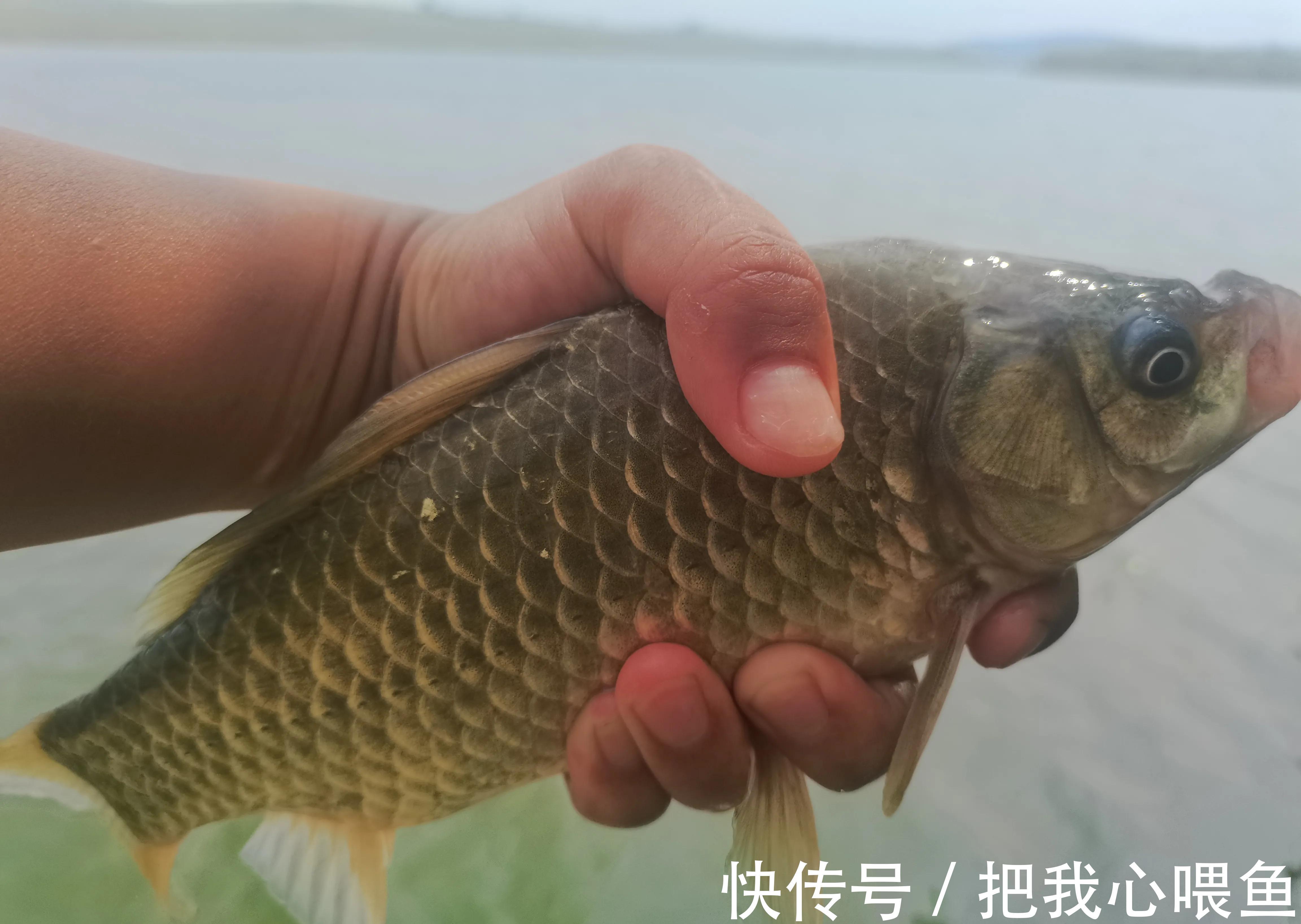 水域|我国一种杂交鱼,常被冒充土鲫鱼,很多钓友也分不清