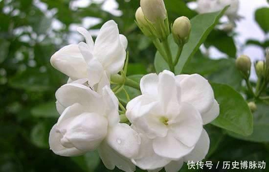 4种花漂亮又好养,比牡丹好看,养上一盆四季欣赏,好养活还不贵