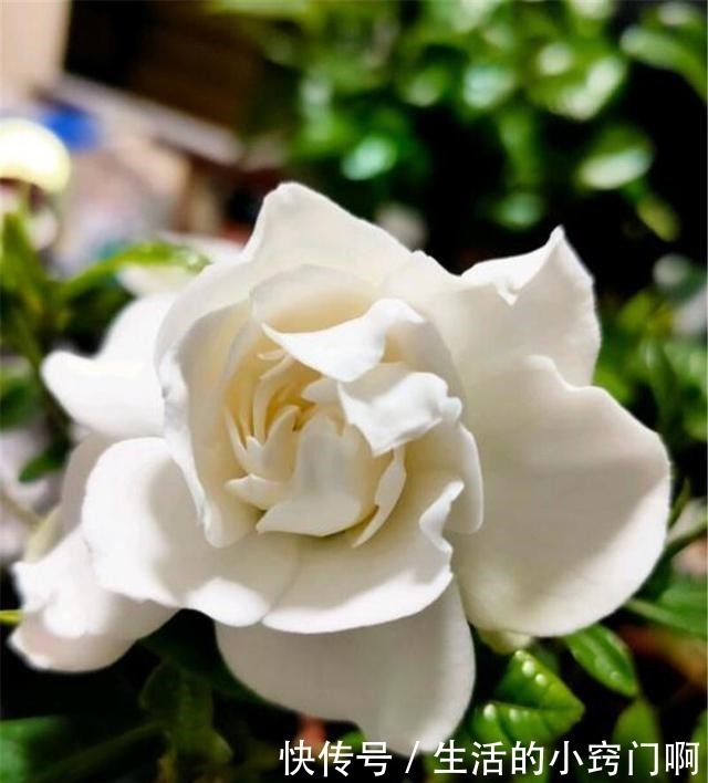 满枝|用3招“爆花术”叫醒栀子花，变身疯狂开花机器，花儿挂满枝！