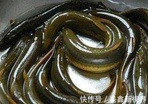 蜂蛹|5物是天然“雄性激素”,男性多吃,补肾益精,更有魅力